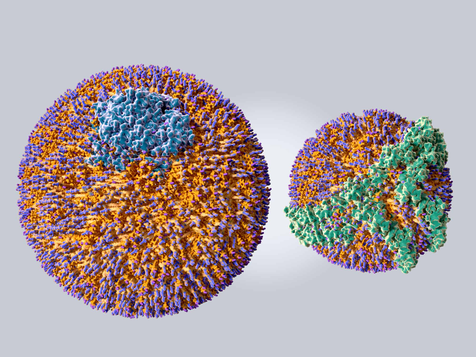 Approximate size comparison of a LDL (left) and a HDL (right) particle. The blue structure on the LDL particle ist the protein Apo B 100, while the green structure on the HDL particle is build up of a "belt" of Apo A proteins.